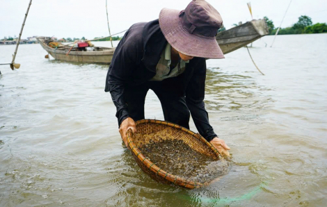 Mùa chắt chắt quê