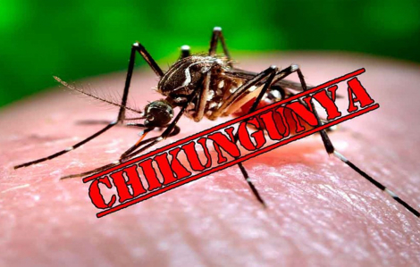 Ứng phó vi rút chikungunya