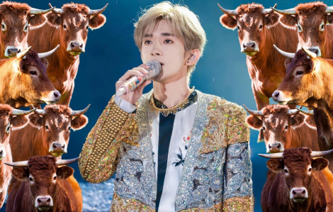 Vé xem concert ngôi sao nổi tiếng được bán bằng cách mua bê con giúp nông dân
