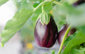 10 loại rau có thể trồng trong chậu quanh năm