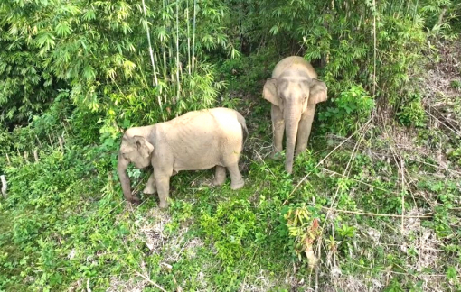 Voi rừng “xuống núi” ăn mía của người dân