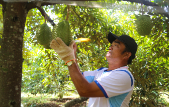 Sầu riêng 'chết cơm', người trồng điêu đứng