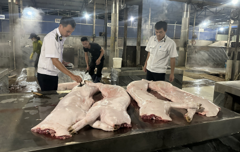 Đắk Lắk siết chặt kiểm soát giết mổ, ngăn dịch tả heo châu Phi lan rộng