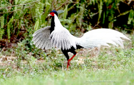 Vụ lĩnh án 6 năm tù vì nuôi 13 con gà lôi trắng, "vi phạm 1 con đã bị truy tố"
