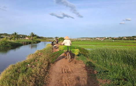 Cánh đồng cói và làng nghề đan chiếu bên đầm Ô Loan