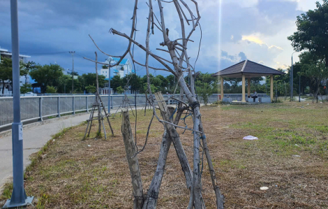 Đà Nẵng: Công viên tiền tỉ trồng cây loe ngoe, khô héo