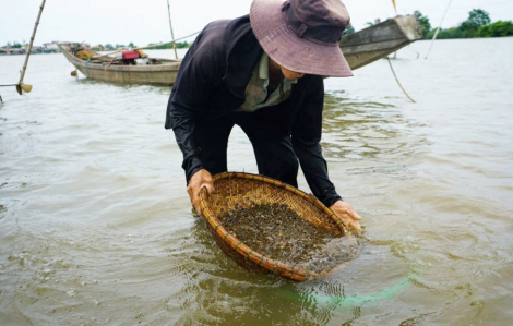 Mùa chắt chắt quê