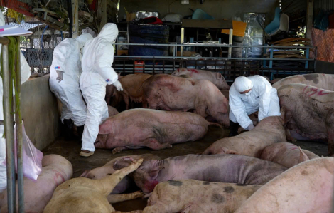 Quảng Ngãi đã tiêu hủy hơn 60.000 con heo bị dịch bệnh