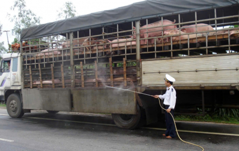 TP Huế thông tin 42 ca mắc liên cầu lợn, có 4 ca tử vong