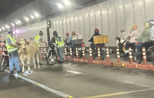Bò đi lạc vào hầm Thủ Thiêm, giao thông rối loạn
