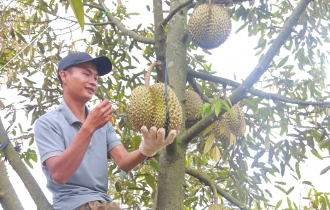 Đắk Lắk tăng cường biện pháp bảo vệ chất lượng sầu riêng xuất khẩu