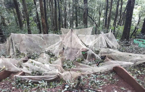 Đề nghị khoanh nợ cho người trồng sâm Ngọc Linh bị thiệt hại do bão