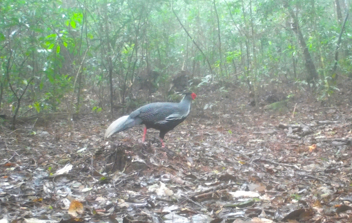 Vườn Quốc gia Chư Yang Sin 41 lần ghi nhận gà lôi trắng quý hiếm qua bẫy ảnh