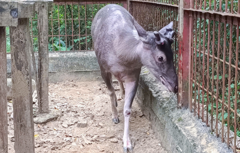 Người dân Nghệ An giao nộp hàng loạt cá thể động vật hoang dã