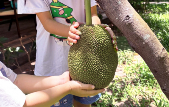 Thương hoài hạt mít hấp cơm