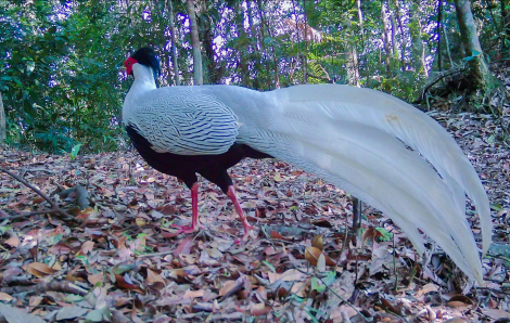 Gà lôi trắng trong rừng tự nhiên ở Nghệ An hiện nay