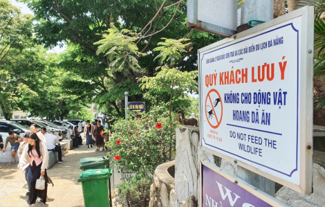 Gây ảnh hưởng tiêu cực cho động vật hoang dã ở Sơn Trà: Cần xử lý nghiêm