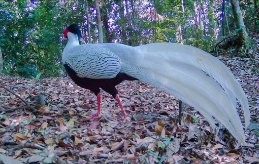 Gà lôi trắng trong rừng tự nhiên ở Nghệ An hiện nay