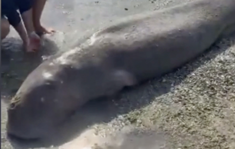 Cá nàng tiên nặng khoảng 300 kg dạt vào bờ biển Côn Đảo