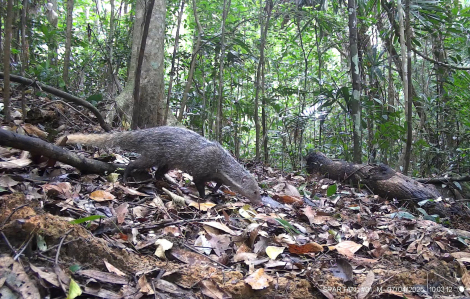 Phát hiện nhiều loài quý hiếm tại một khu bảo tồn ở Đắk Lắk