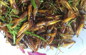 Thu vàng nhớ châu chấu lá chanh