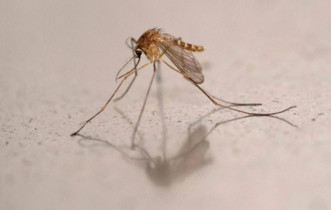 Châu Âu bùng phát các loại bệnh do muỗi