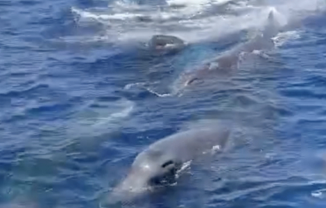 Đàn cá ông tiếp cận tàu ngư dân ở Khánh Hoà