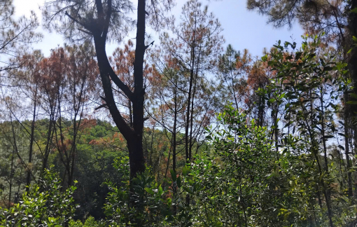 Rừng thông trồng hơn 30 năm tuổi tại TP Huế liên tục bị phá hoại