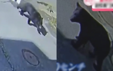 Thầy giáo đối đầu gấu hoang để bảo vệ học sinh