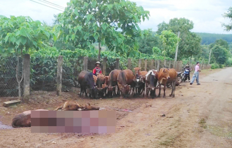 Xe tải mất phanh tông chết 18 con bò