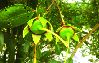 Thương trái bần quê