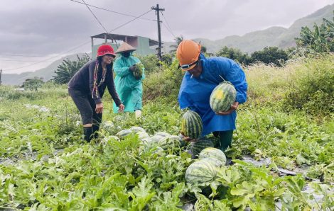 Phường tổ chức bán dưa giúp dân chạy bão số 5