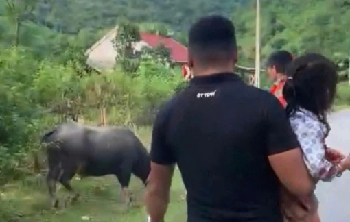 Bé gái 4 tuổi bị trâu húc tử vong