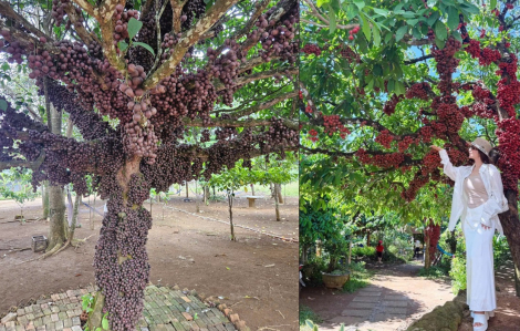 “Thiên đường cây đỏ” – địa điểm check-in mới ở Đắk Lắk