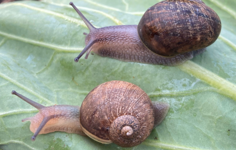 Chiến dịch “tìm tình yêu” cho chú ốc sên vỏ xoắn trái cô đơn nhất New Zealand