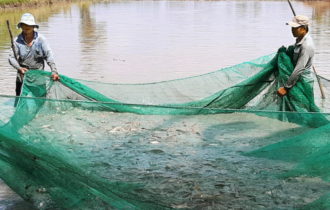 Miền Tây: Sống thuận thiên theo con nước lũ