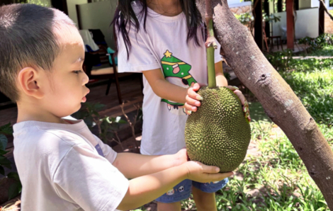 Thương hoài hạt mít hấp cơm