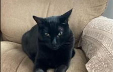 Ung thư vòm họng có thể điều trị nhờ… mèo