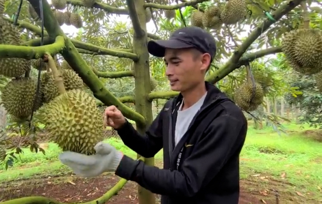 Nghề gõ sầu riêng kiếm tiền triệu mỗi ngày