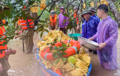 Nông dân Hà Tĩnh chèo thuyền thu hoạch bưởi Phúc Trạch trước bão