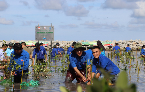 Hiệu quả kép từ các công trình chống sạt lở ở Cà Mau