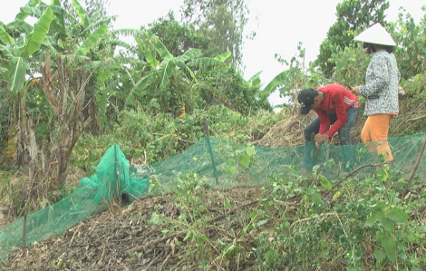 Săn chuột đồng mùa nước nổi ở Đồng Tháp