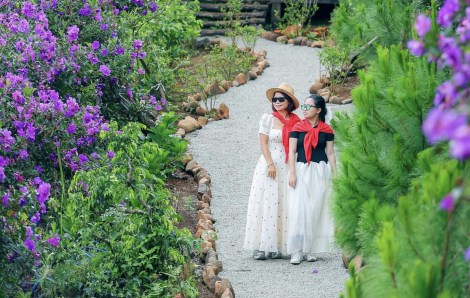 Măng Đen mùa hoa mua - bản tình ca tím giữa núi rừng Tây Nguyên