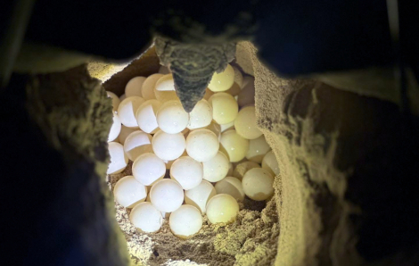 Những “bà đỡ” của rùa biển