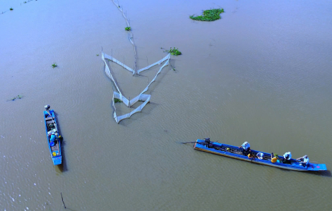 An Giang vào mùa thu hoạch cá linh