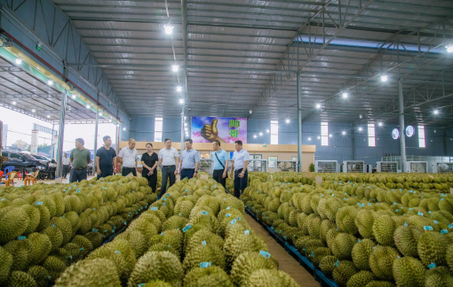 Tận mắt sang xem sầu riêng Việt Nam, doanh nghiệp Trung Quốc nói gì?