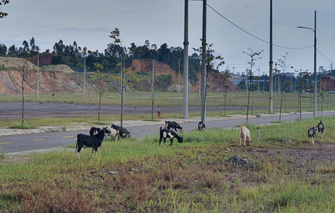 Cụm công nghiệp hàng trăm tỉ ở Đà Nẵng bỏ hoang nhiều năm