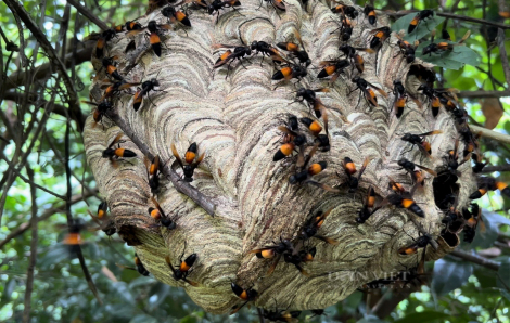 Một phụ nữ ở Cà Mau bị ong vò vẽ đốt đến tử vong