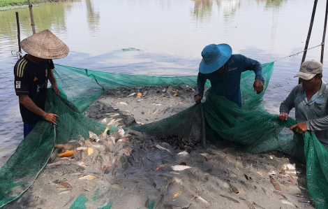 Lũ đầu nguồn ở ĐBSCL sẽ đạt đỉnh vào cuối tháng 9, đầu tháng 10/2025