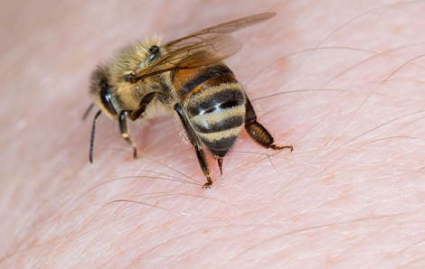 Người đàn ông bị ong đốt tử vong khi cắt cỏ ở bờ sông